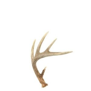 |Antler Shed – Large